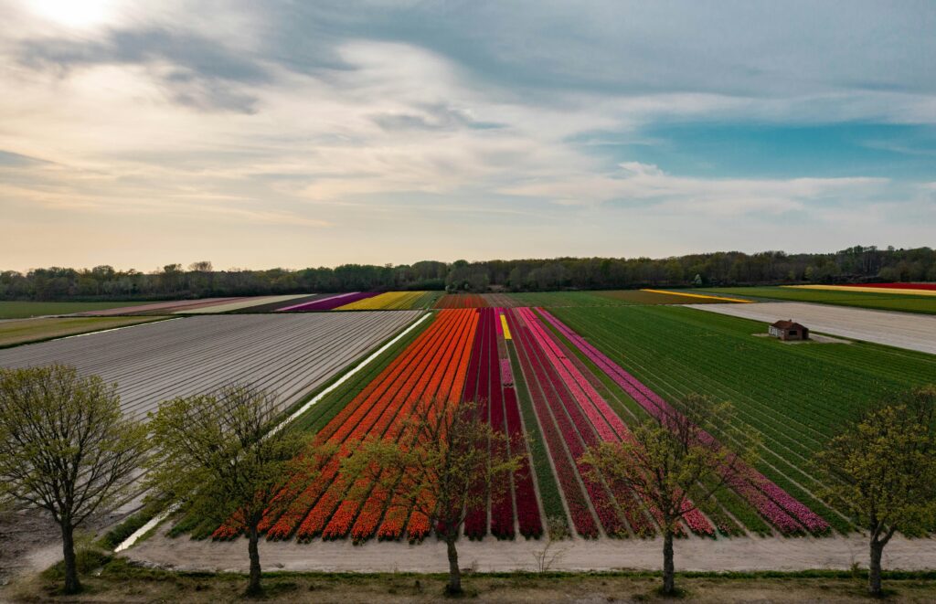 Visão elevada de vastos campos de tulipas coloridas na Holanda, com fileiras de flores vermelhas, laranjas e rosas, um espetáculo imperdível em uma viagem em grupo.
