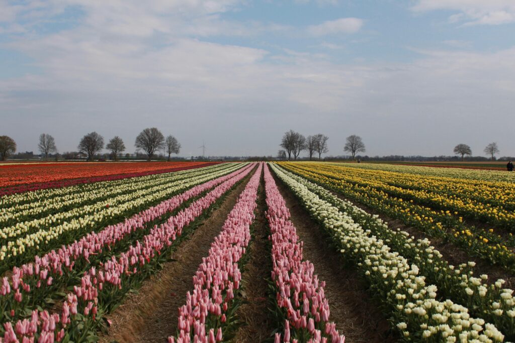 Extenso campo de tulipas com fileiras de cores diferentes como vermelho, rosa e amarelo, na Holanda, um cenário perfeito para uma viagem em grupo na primavera.